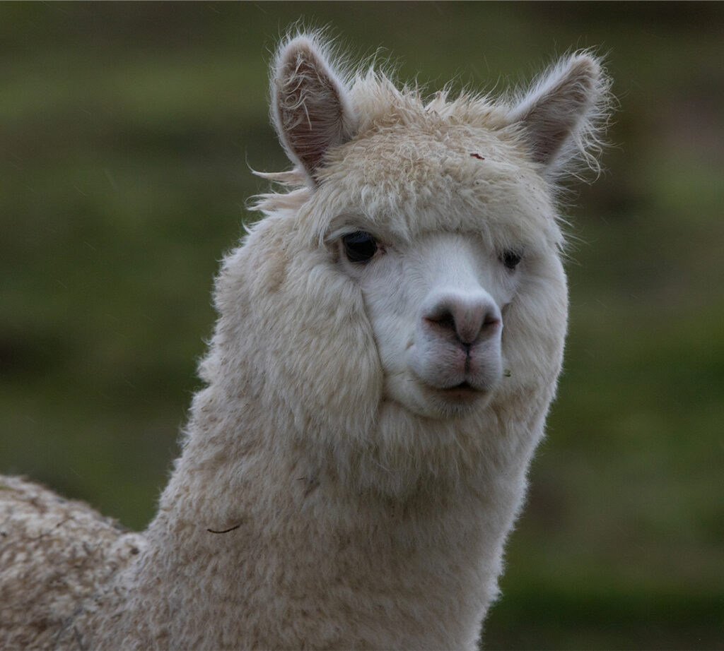 alpaca 1