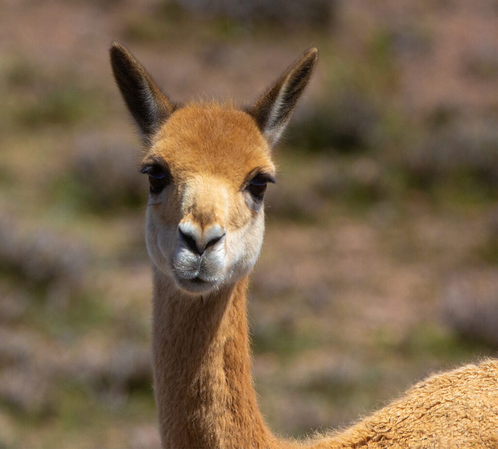 vicuÑa 2